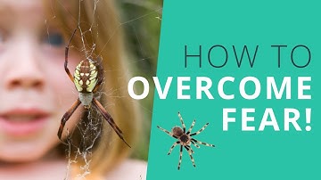 How to Overcome A Fear of Spiders QUICKLY!