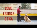 Como ensinar o cachorro a ficar - Dicas de Adestramento