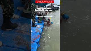 Lomba renang prajurit marinir #lomba #renang #prajurit #marinirtnial #marinir #tnial #tnihits #fyp