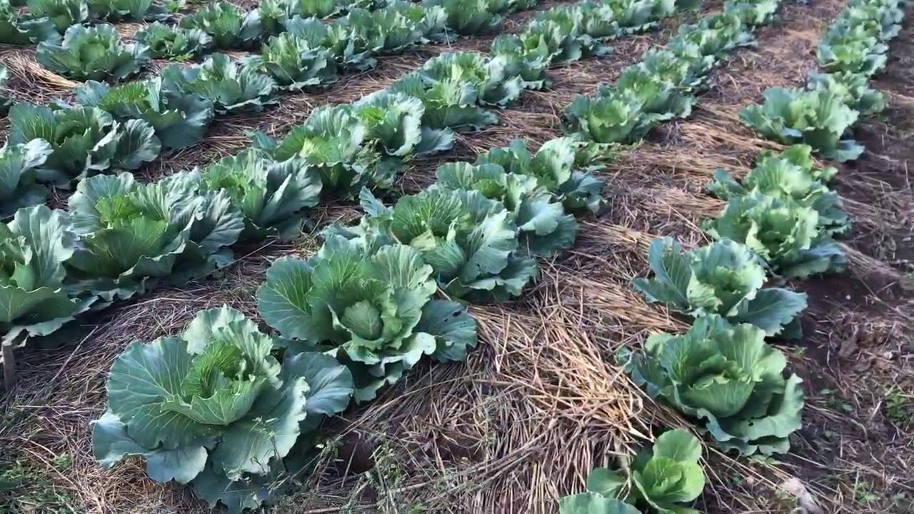 Vegetable Gardens at FARM Haiti’s Te Bondye!