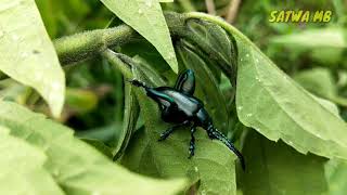 KUMBANG PERMATA - JEWEL BEETLE