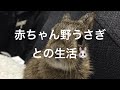 野うさぎの赤ちゃんとの生活が始まった♡超かわいい♡