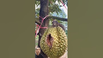 Cara mengatasi hama tupai di kebun durian
