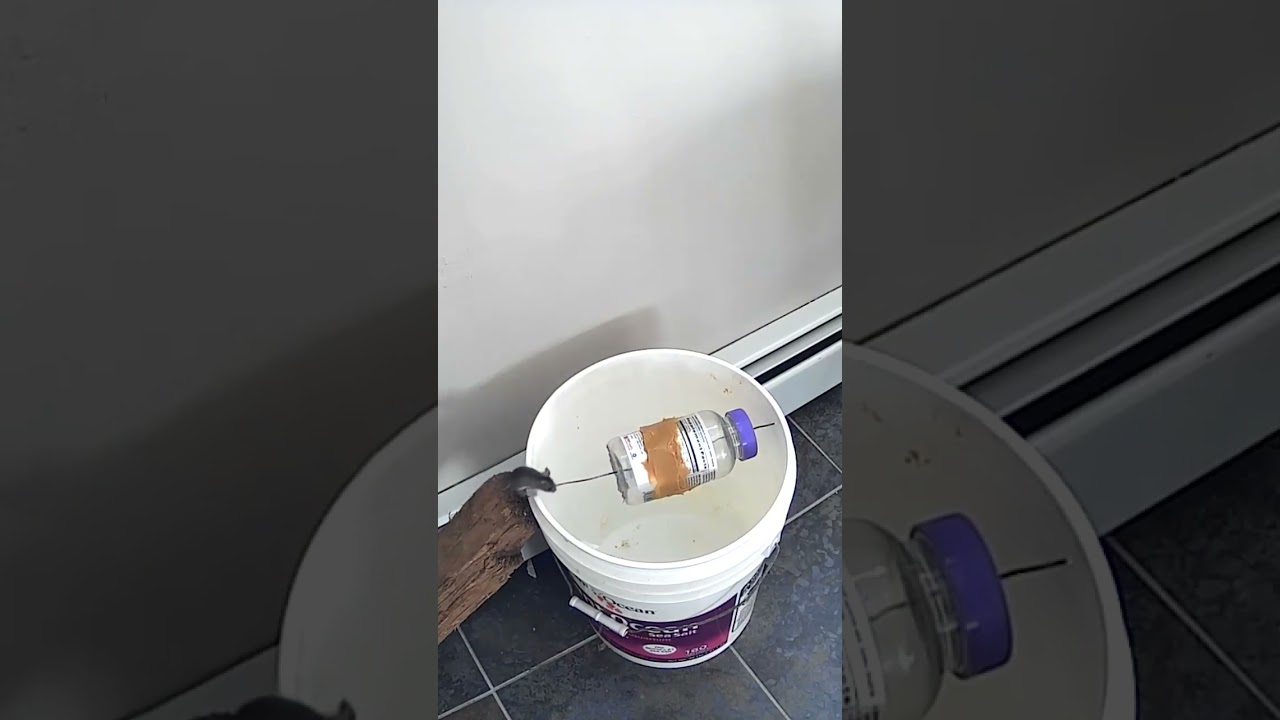 The Humane Mouse Trap