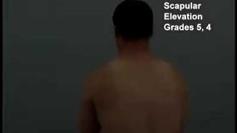 Scapular elevation [MMT]
