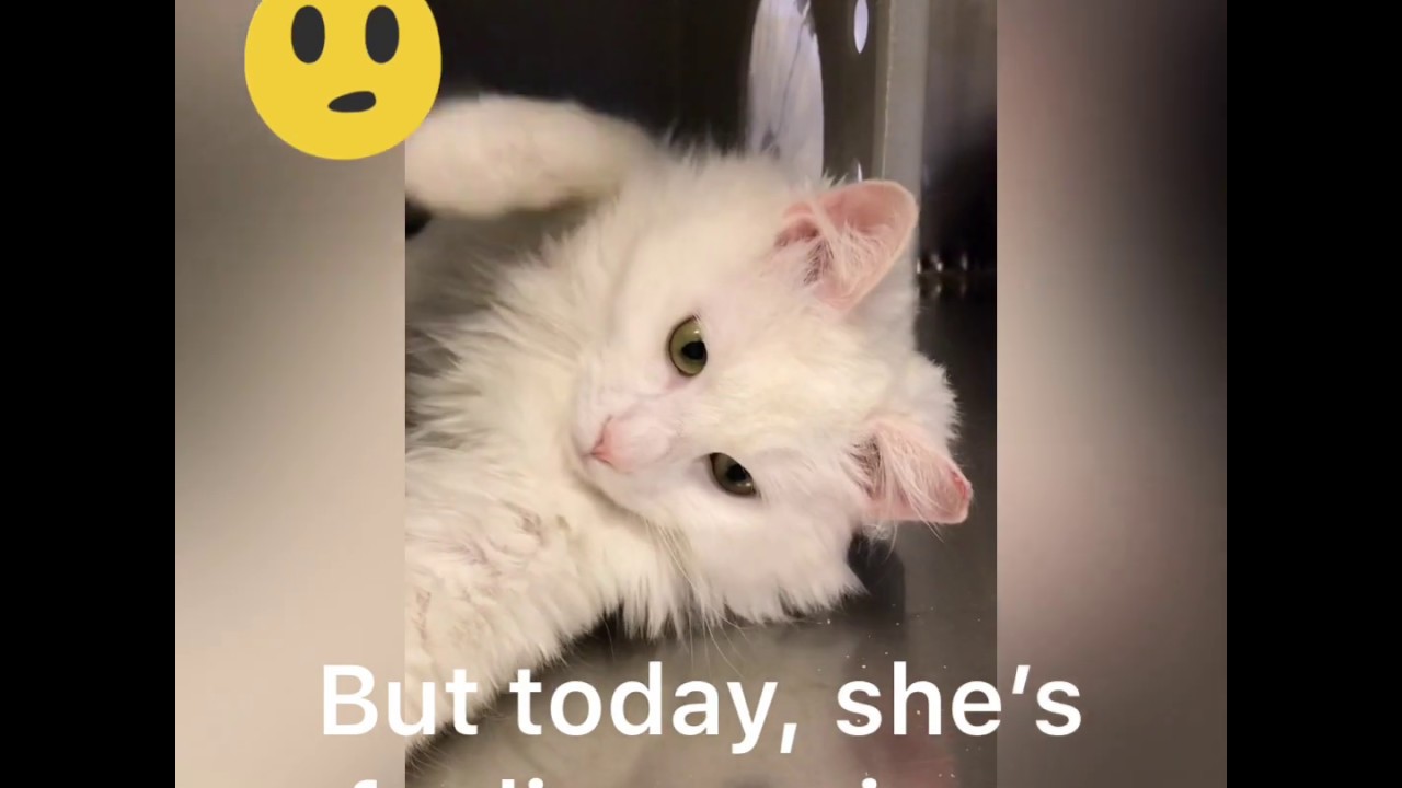 Singapore - Barn Cat - Reno