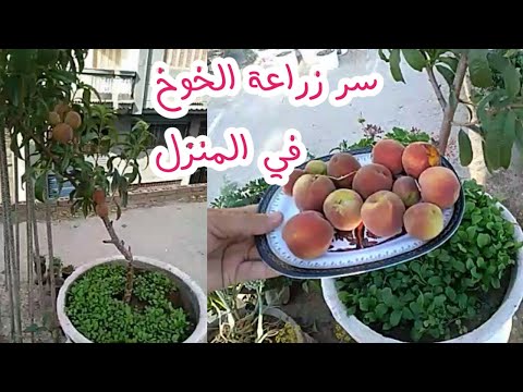 كيفية زراعة شجرة الخوخ في اصيص داخل المنزل من البدايه حتي الثمار  @سطح اخضر