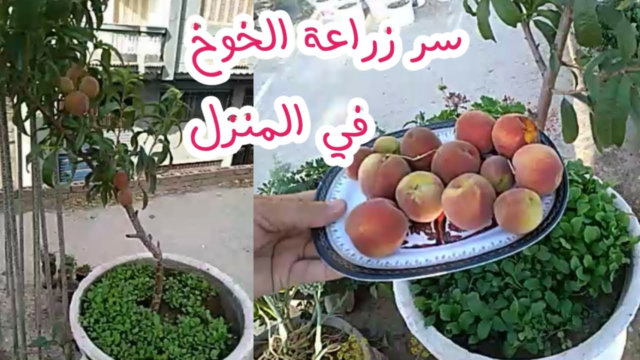 كيفية زراعة شجرة الخوخ ( في اصيص  ) على السطح من البدايه حتي الثمار  .