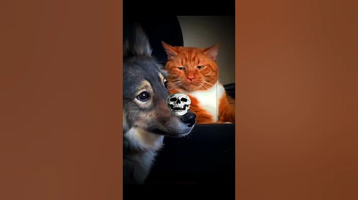 Watch the video about Cats are Gangster #cats #cats food #shorts #cute cats