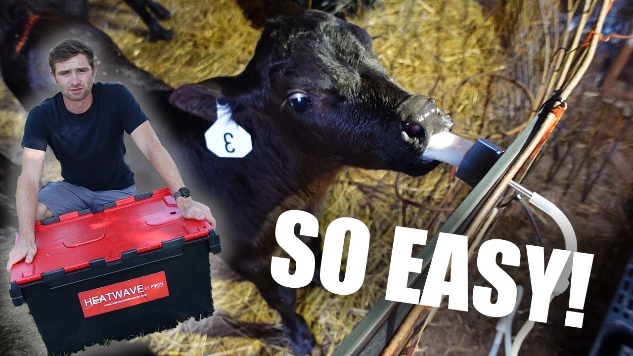 Automatic Calf Feeder??? YES PLEASE!!!