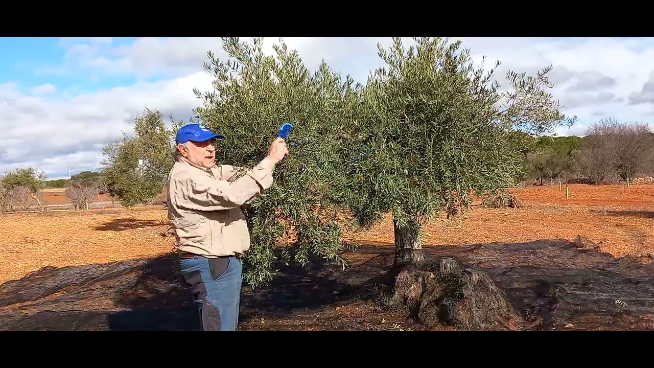Trabajos olivar de este año realizados 