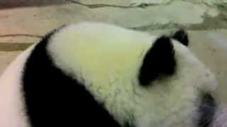 20140716 威o彩開獎囉~我中了......圓仔特獎!!!!! in Taipei Zoo