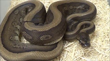 Red Devil aka Super Red Stripe Genetic Stripe Ball Python