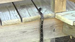 Water Snake climbs bathroom deck at Yahoo Falls ky Big South Fork