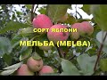 Сорт яблони Мельба (Melba)