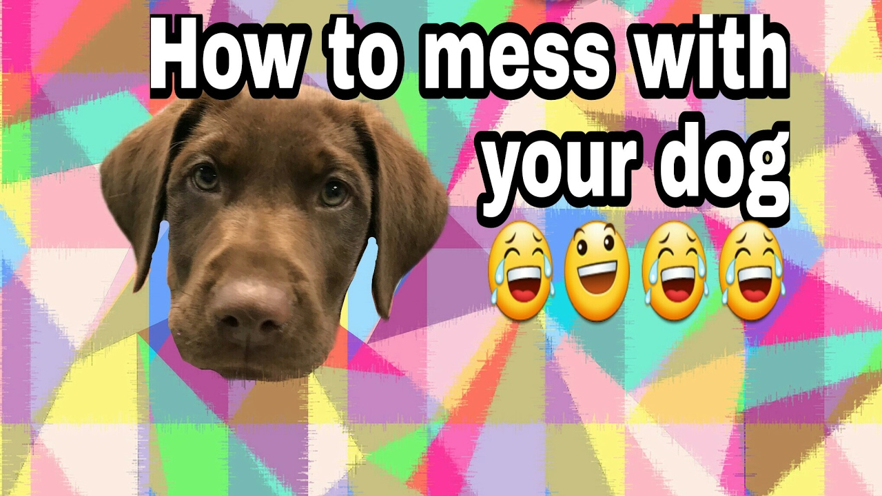 How to mess with your dog! 😁😂😂 YouTube