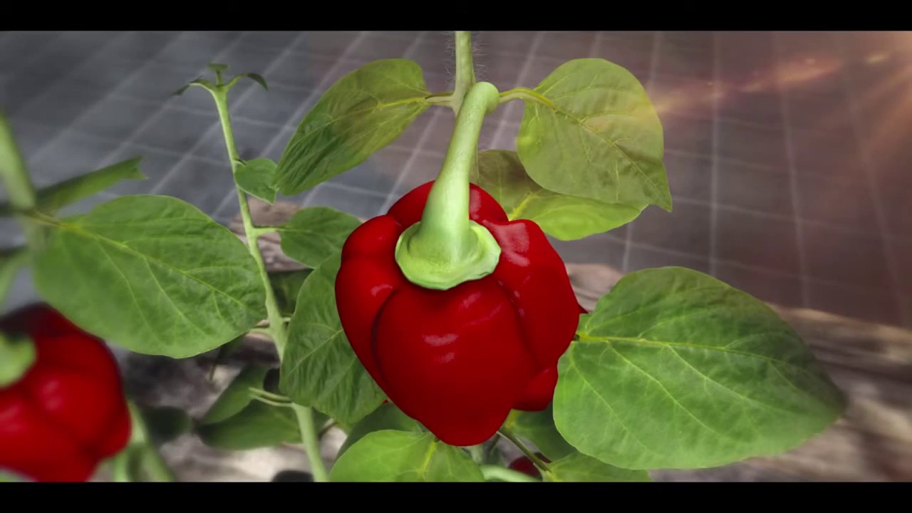 Stimolatori della fioritura Plagron Green Sensation