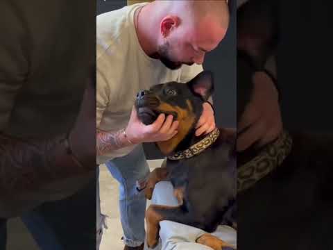 Vídeo: Has de posar un collar a un cadell?