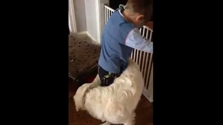 Dog Finds New Way To Hug His Favorite Human - DayDayNews