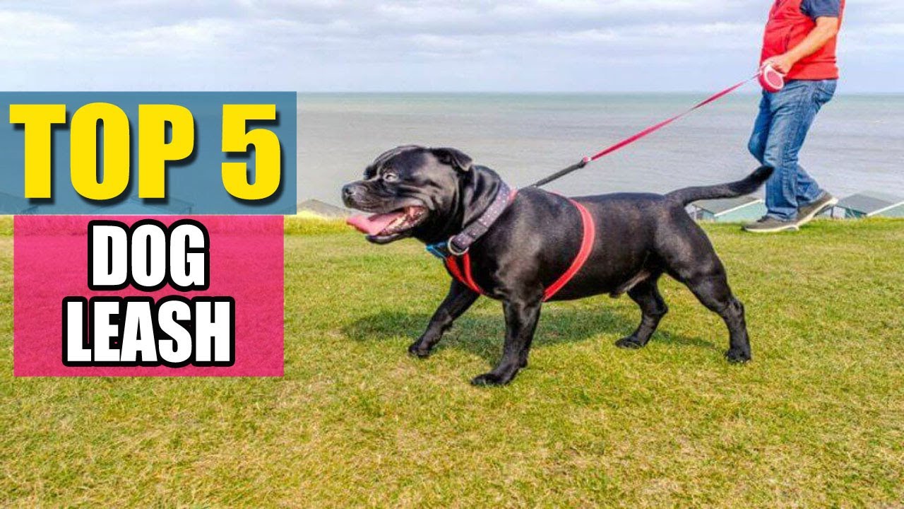 Best Dog Leash in 2021 Top 5 Dog Leashes Review YouTube