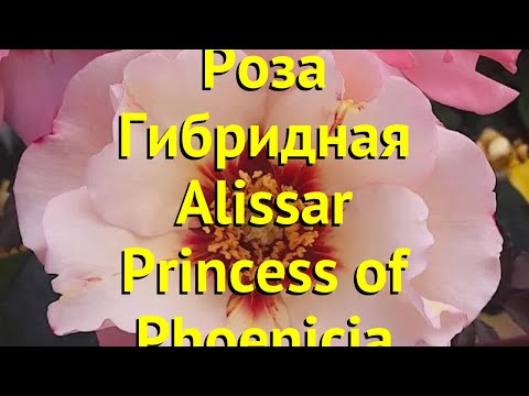 Роза гибридная. Краткий обзор, описание характеристик Alissar Princess of Phoenicia