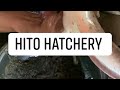 Hito Hatchery