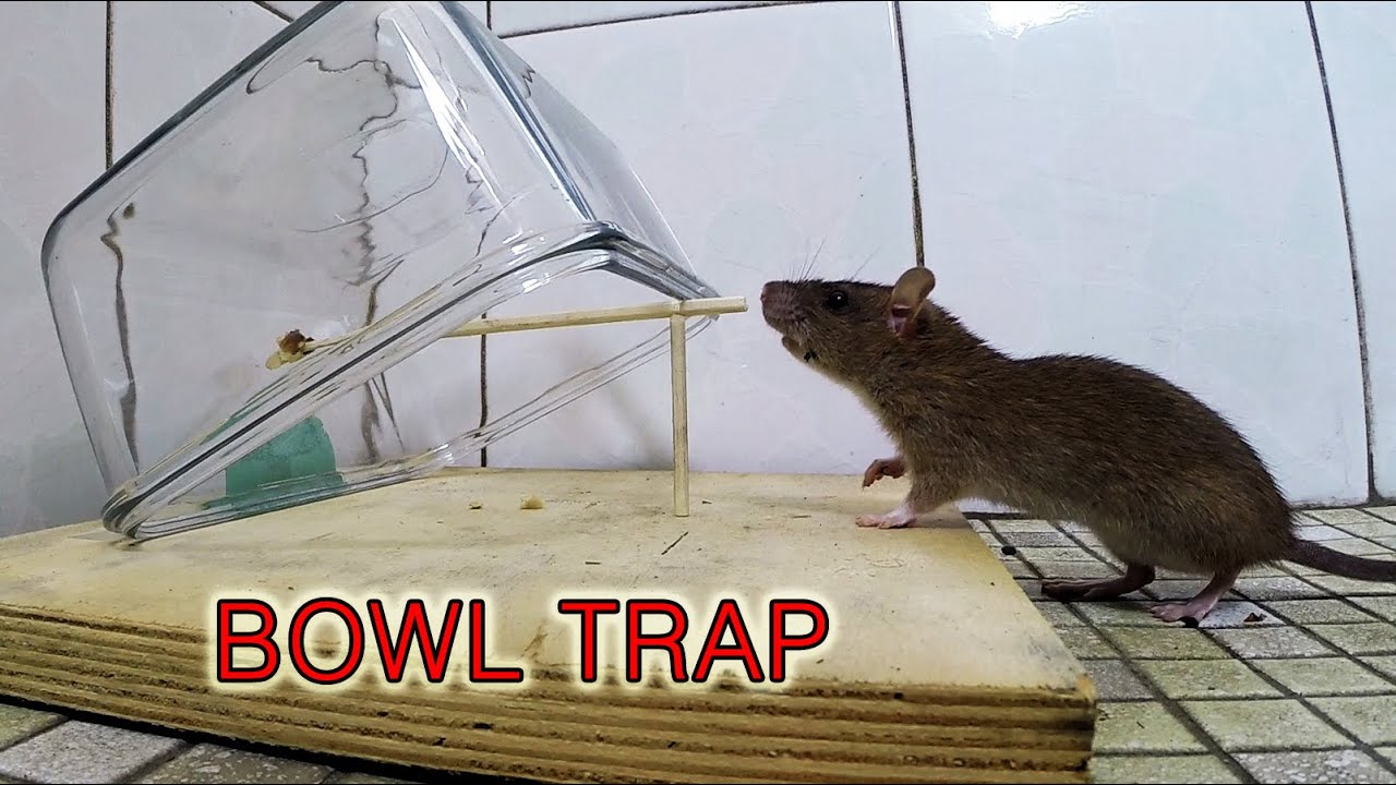 7 Best DIY Mousetraps ○ All Capture and Release ! 