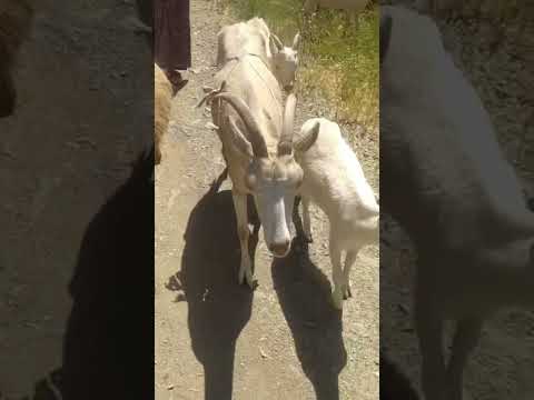 طلعت اتمشى صرت راعي عنزات