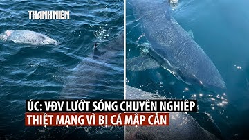 Cá mập cắn chết người lướt sóng ở bãi biển Úc