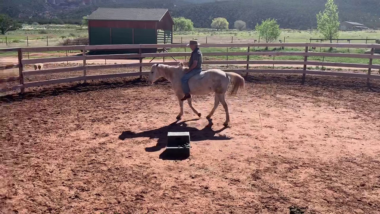 How to Ride a Horse with No Bridle or Saddle Leg Cues Only YouTube