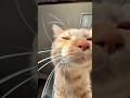 飼い主を必死で起しにくる猫の1日#ブロックブラスト #ブロブラご当地ランキング　#pr #つなまよ #cat