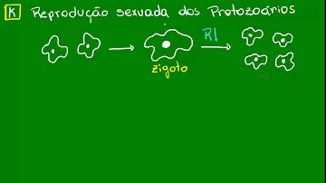 Como são os protistas e como eles se reproduzem?