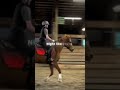 HAMILTON REFERENCE #viral #horse #equestrianjourney #equestrian #hamilton #jumping