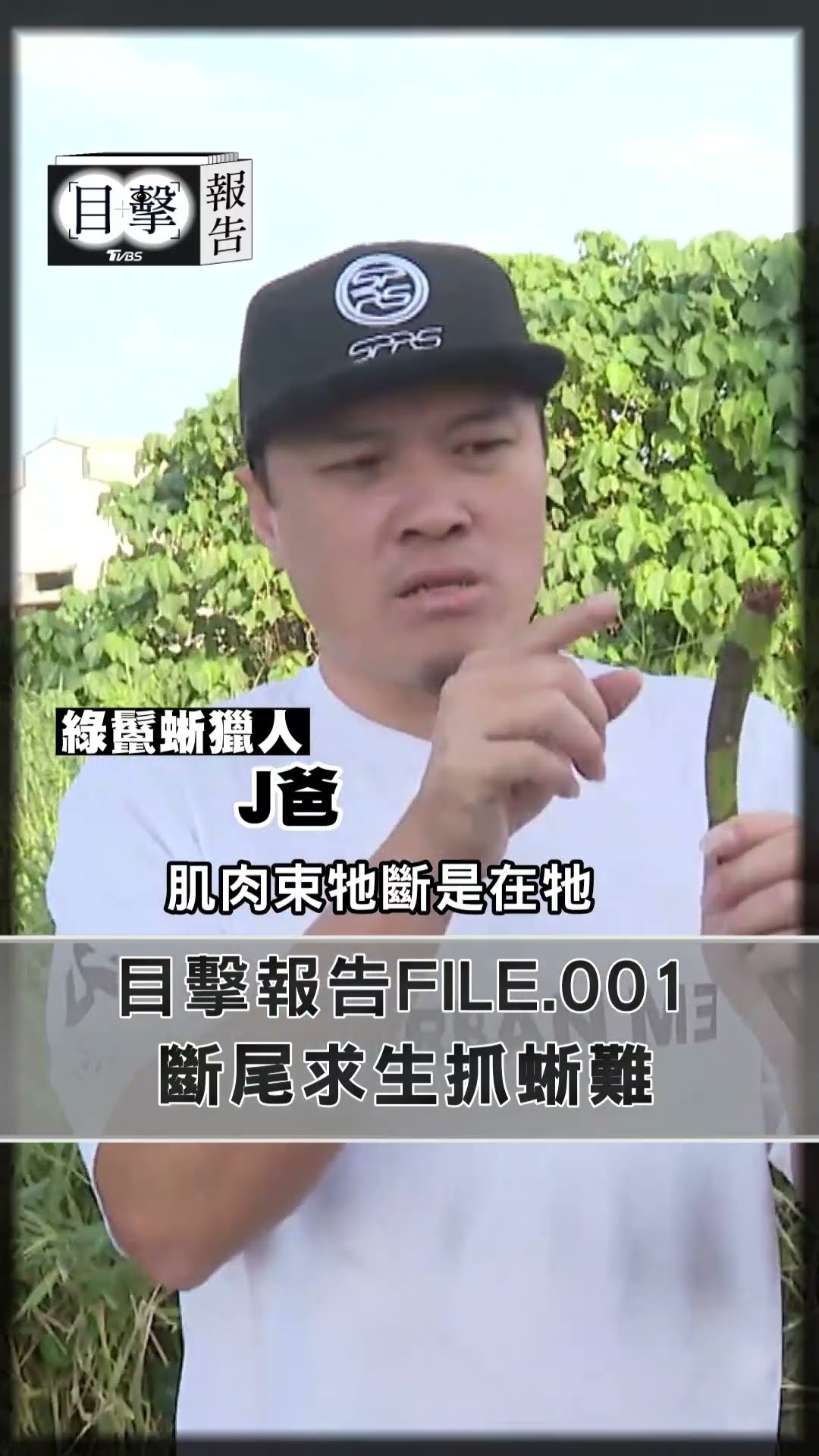 目擊報告FILE.001　斷尾求生抓蜥難｜TVBS新聞@TVBSNEWS01