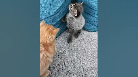 Video 1541381: fluffy maine coon cat, coon kitten