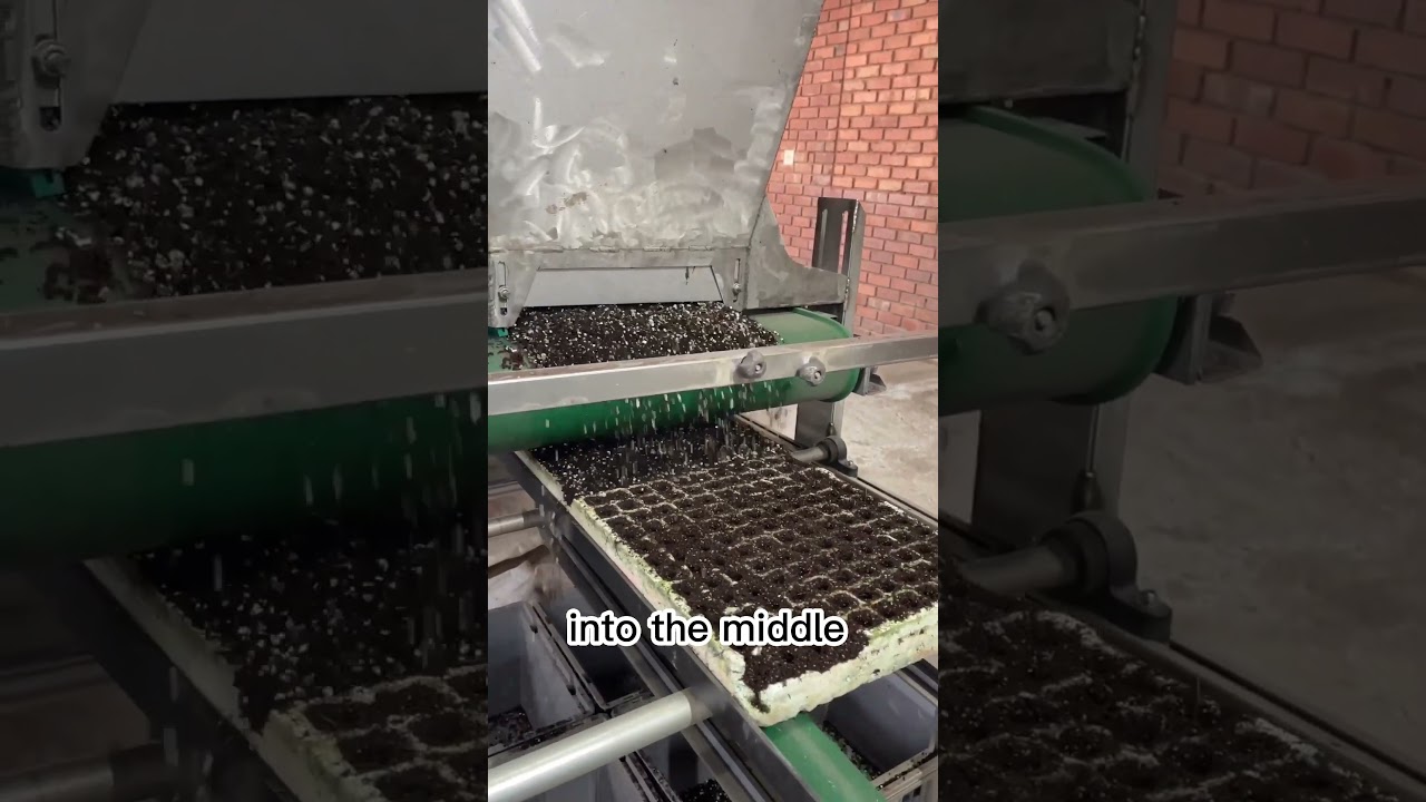 Как в этом питомнике для рассады выращивают идеальные растения 🌱 #фермерство #африка #питомник