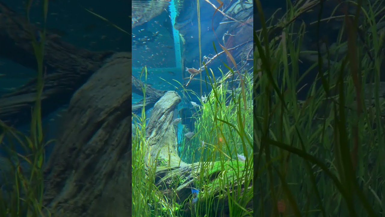 28,000 Gallon Freshwater Aquarium