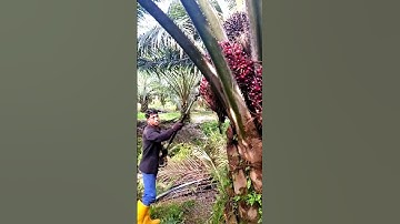 Skil Panen Sawit Pakai Mesin Dodos
