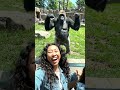 This Gorilla Discovered My Camera and Did THIS! 🦍😂