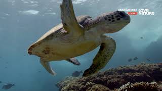 05. Наследие Черепах (A Turtle's Legacy) [4K] [Uhdtv 2160P] Фильм (2018) #Arabian #Seas