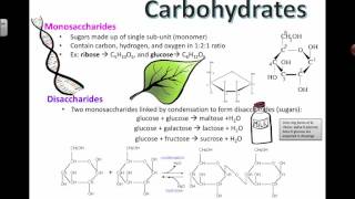 Carbohydrate Structure (2016) IB Biology