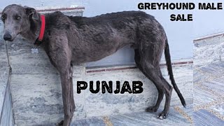 Greyhound Dog Sale in punjab #shikarikutta #huntingdog #racingdog #greyhounddog #viral #trending