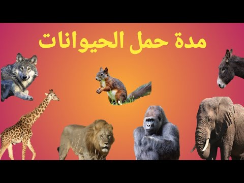 مدة حمل الحيوانات