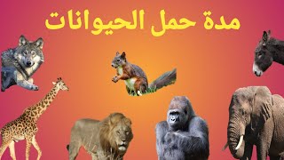 مدة حمل الحيوانات