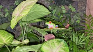Red Eyed Tree Frog “Baby Girl”