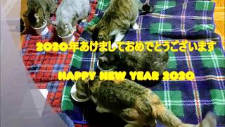 【猫５匹】2020年のお年玉【トイレ対策】