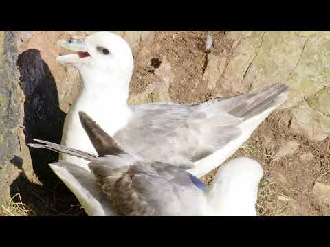Fulmars (Fulmarus glacialis)