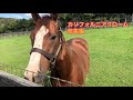 まとめ🤎カリフォルニアクローム