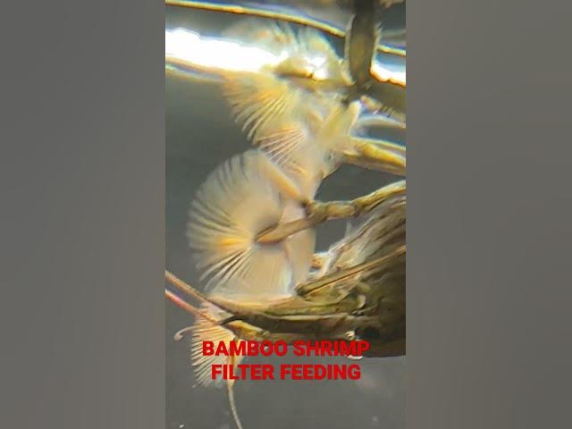 Bamboo Shrimp filter feeding! #aquarium #fishtank #shrimp