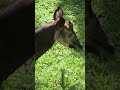 Is the Okapi a Zebra or a Giraffe? 🦓🦒#shorts #Okapi #NatureLovers #WildAfrica #StrangeAnimals #zebra